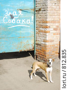 "Злая" собака. Стоковое фото, фотограф Артем Копанев / Фотобанк Лори