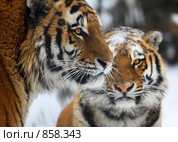 Тигр и тигрица. Брачный период. Стоковое фото, фотограф Игорь Жоров / Фотобанк Лори