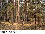 Сосновый бор. Весна. Стоковое фото, фотограф Виктор Ковалев / Фотобанк Лори