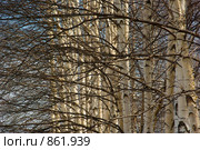 Березы. Стоковое фото, фотограф Наталия Печёрских / Фотобанк Лори