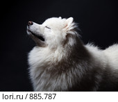 Самоедская собака на черном фоне зажмурилась. Стоковое фото, фотограф Алексия Хрущева / Фотобанк Лори