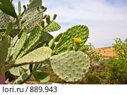 Цветущая опунция (Opuntia ficus-indica) Стоковое фото, фотограф Ларина Татьяна / Фотобанк Лори