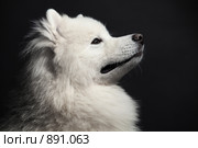 Портрет самоедской собаки. Стоковое фото, фотограф Алексия Хрущева / Фотобанк Лори