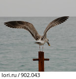 На взлёт. Стоковое фото, фотограф Лев Бирюков / Фотобанк Лори