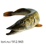 Щука Esox lucius. Стоковое фото, фотограф Инна Грязнова / Фотобанк Лори