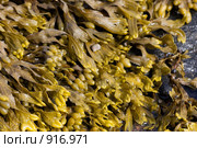 Водоросли фукусы (Fucus vesiculosus) Стоковое фото, фотограф Наталия Шевченко / Фотобанк Лори