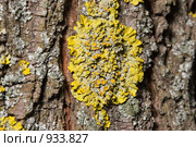 Лишайник - ксантория постенная или стенная золотянка - Xanthoria parietina. Стоковое фото, фотограф Иван Сазыкин / Фотобанк Лори