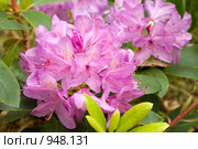 Розовое соцветие рододендрона кэтевбинского. Rhododendron catawbiense. Стоковое фото, фотограф Алла Матвейчик / Фотобанк Лори