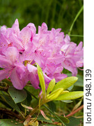 Розовые цветы рододендрона кэтевбинского. Rhododendron catawbiense. Стоковое фото, фотограф Алла Матвейчик / Фотобанк Лори