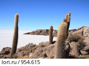 Кактусы на острове "Isla del Pescado" (2009 год). Стоковое фото, фотограф Кирилл Трифонов / Фотобанк Лори
