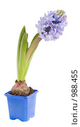 Гиацинт (Hyacinthus) Стоковое фото, фотограф Кристина Викулова / Фотобанк Лори