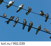 Ласточка-береговушка (лат. Riparia riparia) Стоковое фото, фотограф Василий Вишневский / Фотобанк Лори