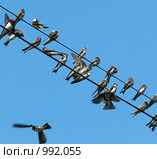 Ласточка-береговушка, Riparia riparia, Sand Martin, Bank Swallow. Стоковое фото, фотограф Василий Вишневский / Фотобанк Лори