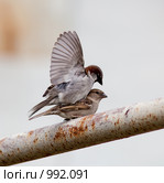Воробей домовый, Passer domesticus. Стоковое фото, фотограф Василий Вишневский / Фотобанк Лори