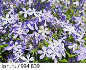Флокс растопыренный (Phlox divaricata) Стоковое фото, фотограф Юрий Брыкайло / Фотобанк Лори