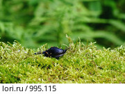 Слизень черно-синий (Limax cinereoniger ) Стоковое фото, фотограф Sergey Toronto / Фотобанк Лори