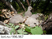 Канюк, сарыч, Buteo buteo. Стоковое фото, фотограф Василий Вишневский / Фотобанк Лори