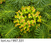 Декоративная елочка - Молочай КИПАРИСОВИДНЫЙ (Euphorbia CYPARISSIAS) Стоковое фото, фотограф Чертопруд Сергей / Фотобанк Лори