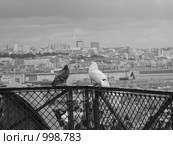 Голуби (2008 год). Стоковое фото, фотограф Pavel S. Popov / Фотобанк Лори