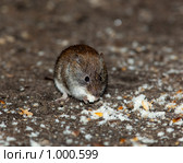 Полевка рыжая, Clethrionomys glareolus, Bank Vole. Стоковое фото, фотограф Василий Вишневский / Фотобанк Лори