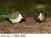 Синица большая, Parus major, Great Tit. Стоковое фото, фотограф Василий Вишневский / Фотобанк Лори