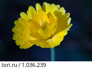 Календула. Стоковое фото, фотограф Кристина Викулова / Фотобанк Лори