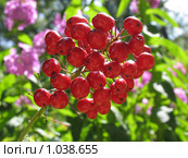 Воронец красноплодный  Actaea erythrocarpa. Стоковое фото, фотограф Т. З. / Фотобанк Лори