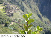 Куст на фоне руин Мачу Пикчу  ( Machu Picchu ) (2009 год). Стоковое фото, фотограф Кирилл Трифонов / Фотобанк Лори