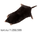 Крот обыкновенный, Talpa europaea, European Mole. Стоковое фото, фотограф Василий Вишневский / Фотобанк Лори