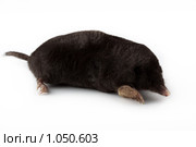 Крот обыкновенный, Talpa europaea, European Mole. Стоковое фото, фотограф Василий Вишневский / Фотобанк Лори
