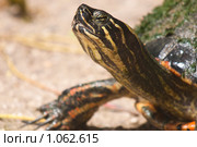 Красноухая черепаха (лат. Trachemys scripta). Крупный план. Стоковое фото, фотограф Ирина Кожемякина / Фотобанк Лори