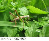 Серый кузнечик (Decticus verrucivorus) Стоковое фото, фотограф Беляева Наталья / Фотобанк Лори