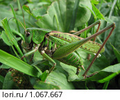 Зеленая форма кузнечика серого (Decticus verrucivorus) Стоковое фото, фотограф Беляева Наталья / Фотобанк Лори