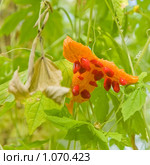 Momordica charantia. Китайская горькая тыква, перезрелый раскрывшийся плод. Стоковое фото, фотограф Tamara Kulikova / Фотобанк Лори