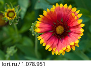 Гайлардия (Guillardia) Стоковое фото, фотограф Александр Алексеев / Фотобанк Лори