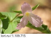 Триллиум большой розовый (амер. Large-flowered Trillium,  лат. Trillium grandiflorum) Стоковое фото, фотограф Ирина Кожемякина / Фотобанк Лори