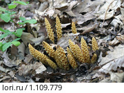 Американская Заразиха     ( лат. Conopholis Americana) амер. Squawroot. Стоковое фото, фотограф Ирина Кожемякина / Фотобанк Лори