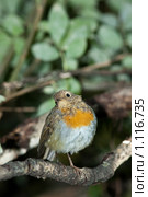 Молодая Зарянка, или Малиновка, Robin (Erithacus rubecula) Стоковое фото, фотограф Василий Вишневский / Фотобанк Лори