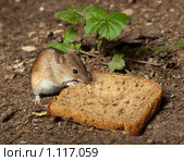 Мышь полевая, (Apodemus agrarius) Стоковое фото, фотограф Василий Вишневский / Фотобанк Лори