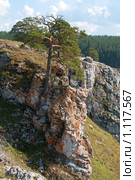 Сосна на скале. Стоковое фото, фотограф Александр Бобков / Фотобанк Лори