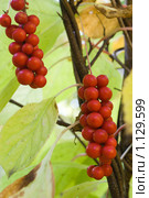 Лимонник китайский (Schisandra chinensis). Плоды. Стоковое фото, фотограф Алёна Кухтина / Фотобанк Лори