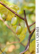 Ягоды актинидии коломикта (Actinidia kolomikta) Стоковое фото, фотограф Алёна Кухтина / Фотобанк Лори