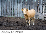 Корова на стойловом содержании. Стоковое фото, фотограф Александр Подшивалов / Фотобанк Лори