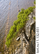 Сосна пицундская (Pinus pityusa Stev.) на скале над Черным морем. Геленджик (2009 год). Стоковое фото, фотограф Игорь Смыков / Фотобанк Лори