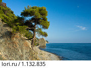 Сосна пицундская (Pinus pityusa Stev.) на скале над Черным морем. Геленджик (2009 год). Стоковое фото, фотограф Игорь Смыков / Фотобанк Лори