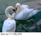 Лебеди. Стоковое фото, фотограф Виктор Застольский / Фотобанк Лори