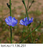 Цикорий обыкновенный (Cichorium intybus) Стоковое фото, фотограф Алёшина Оксана / Фотобанк Лори