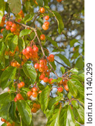 Malus prunifolia – Яблоня китайская, или сливолистная. Стоковое фото, фотограф Tamara Kulikova / Фотобанк Лори
