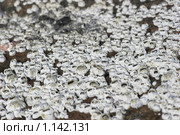 Обрастание камня балянусами (Semibalanus balanoides) Стоковое фото, фотограф Наталия Шевченко / Фотобанк Лори