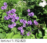 Герань или Журавельник (Geranium), сем. Гераниевые. Стоковое фото, фотограф Заноза-Ру / Фотобанк Лори